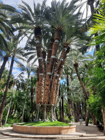 A La palmera imperial