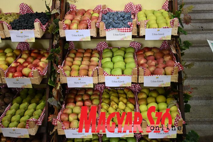 Urbán Károly többféle gyümölccsel vett részt a terménykiállításon (Molnár Edvárd felvétele) Urbán Károly többféle gyümölccsel vett részt a terménykiállításon (Molnár Edvárd felvétele)