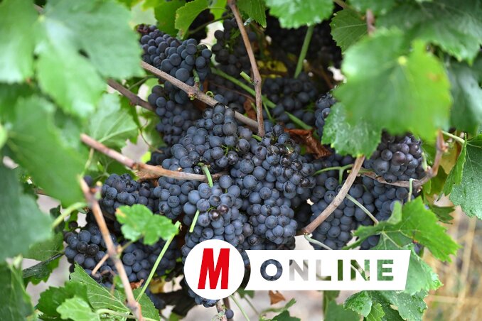 A szürkebarát a pinot noir egyik mutációja, ami megjelenésével bizonyítja a kékszőlővel való rokonságát (Molnár Edvárd felvétele) A szürkebarát a pinot noir egyik mutációja, ami megjelenésével bizonyítja a kékszőlővel való rokonságát (Molnár Edvárd felvétele)