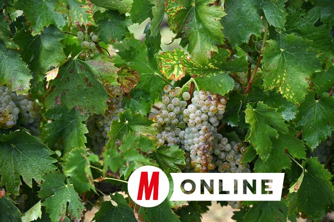 Az olasz rizling szüretével egyelőre még várni kell (Molnár Edvárd felvétele) Az olasz rizling szüretével egyelőre még várni kell (Molnár Edvárd felvétele)