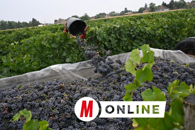 A szőlőt ajánlatos hűvös időben szüretelni (Molnár Edvárd felvétele) A szőlőt ajánlatos hűvös időben szüretelni (Molnár Edvárd felvétele)