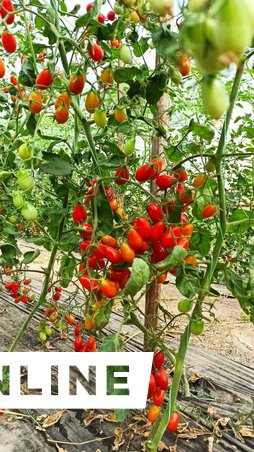 A koktélparadicsom igazi csemege (Gulyás Réka felvétele) A koktélparadicsom igazi csemege (Gulyás Réka felvétele)