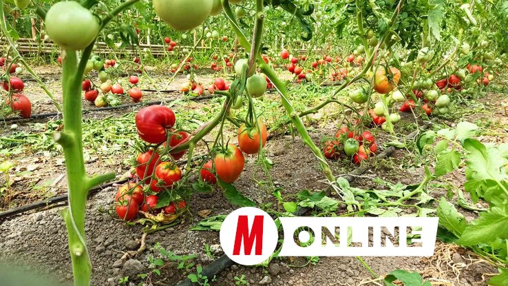 Többféle paradicsom is megtalálható náluk, amelyekből frissen főzött paradicsomlé is készül (Gulyás Réka felvétele) Többféle paradicsom is megtalálható náluk, amelyekből frissen főzött paradicsomlé is készül (Gulyás Réka felvétele)