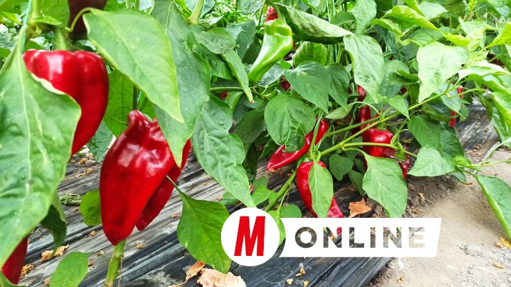 Mindent vegyszermentesen termelnek a családi gazdaságban (Gulyás Réka felvétele) Mindent vegyszermentesen termelnek a családi gazdaságban (Gulyás Réka felvétele)