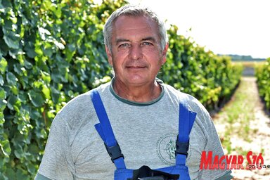 Húsz éve foglalkozik a szőlővel az egykori autószerelő, Bálint István (Fotó: Gergely Árpád)