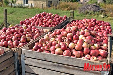 A termelők bíznak abban, hogy az alma ára decemberben emelkedni fog (Fotó: Gergely Árpád)