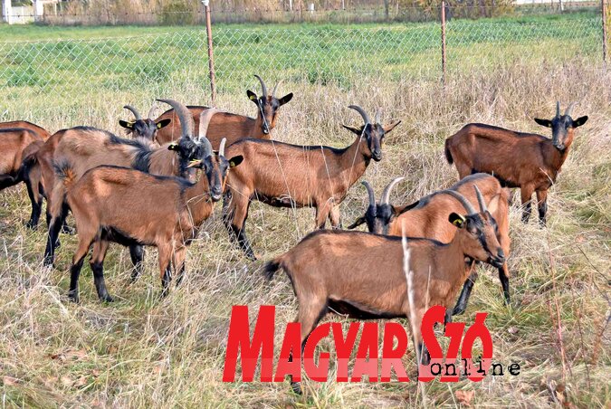 A kecskék fejenként napi 3–5 kilogramm zöldet fogyasztanak el (Fotó: Gergely Árpád) A kecskék fejenként napi 3–5 kilogramm zöldet fogyasztanak el (Fotó: Gergely Árpád)