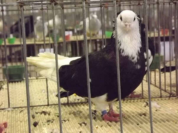 Csak galambból több száz szerepel a kiállításon (Fotó: Fekete J. József) Csak galambból több száz szerepel a kiállításon (Fotó: Fekete J. József)