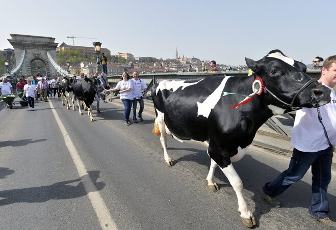 A tiltakozó tejtermelők tehenekkel vonulnak a Lánchídon (Fotó: MTI)