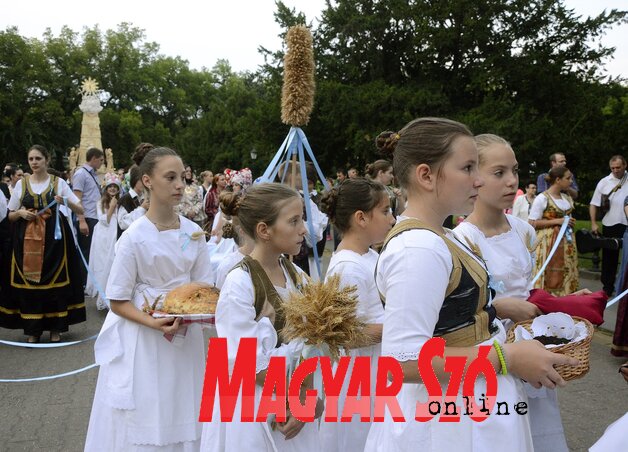 Az aratás ünnepét 2006 óta a Bunyevác Nemzeti Tanács is megszervezi (Fotó: Molnár Edvárd)
