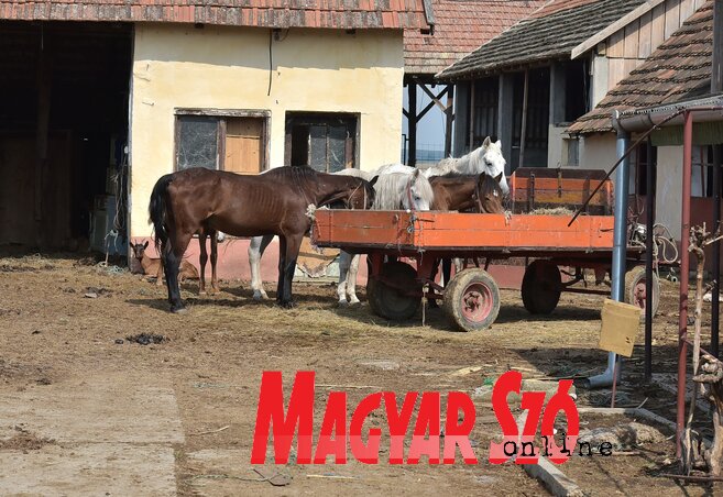 A Petőfi Sándor utca 32. szám alatt az udvaron kocsihoz kötve szénát esznek Arnold lovai (Gergely József felvétele)