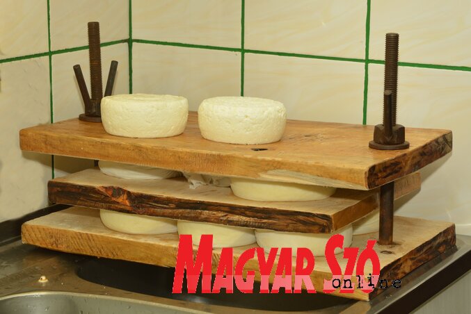 A családfő által készített présben kapják meg végső formájukat a sajtok