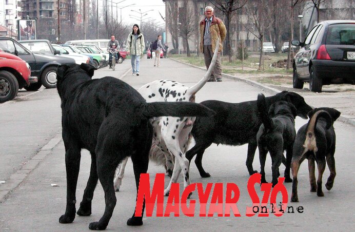 Egyre kevesebben perelik az önkormányzatot a kutyaharapások miatt (Ótos András felvétele)