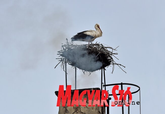 A gólya nem bánja a füstöt, ha melegedhet az áprilisi zimankóban (Fotó: Gergely József)