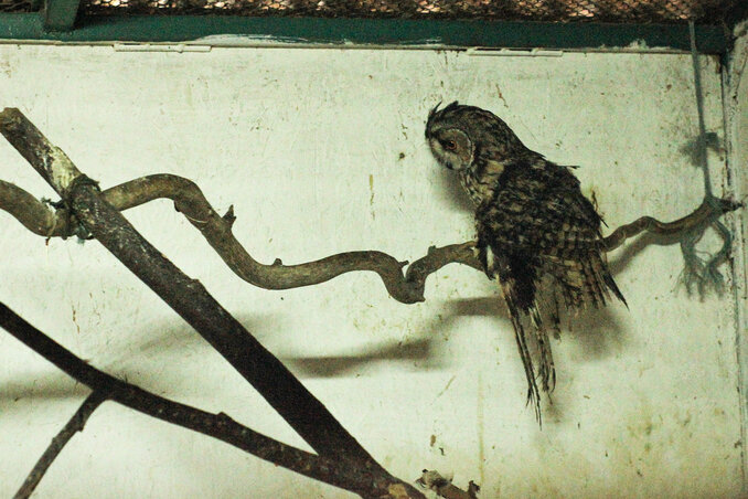 A fülesbagoly törött szárnyal érkezett az állatkertbe (Fotó: Diósi Árpád)