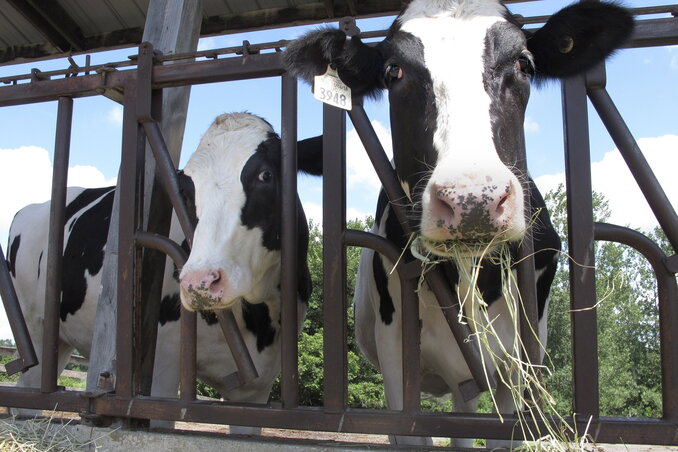 FILE - Cows on pasture at the University of Vermont dairy farm eat hay in a Thursday, July 23, 2020 file photo, in Burlington, Vt. The dairy industry has a familiar question for you: �Got mi FILE - Cows on pasture at the University of Vermont dairy farm eat hay in a Thursday, July 23, 2020 file photo, in Burlington, Vt. The dairy industry has a familiar question for you: �Got mi