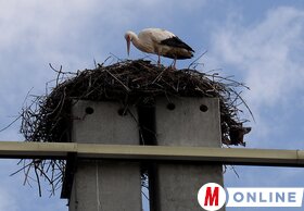 Dávid Csilla felvétele