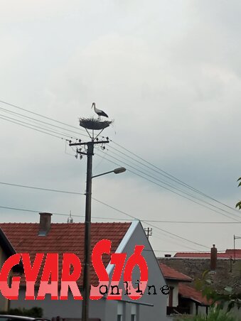 Nagyon gyorsan elfoglalta új otthonát Nagyon gyorsan elfoglalta új otthonát