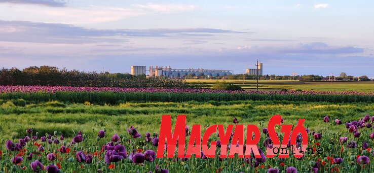 Mákvirágzás a topolyai határrészben (Fotó: Tóth Péter) Mákvirágzás a topolyai határrészben (Fotó: Tóth Péter)