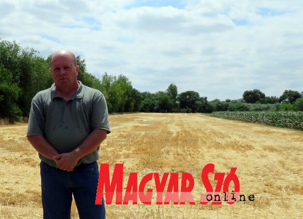 Dvorák Ede szerint aggasztó a kapásnövények állapota (Fotó: Kecskés István)