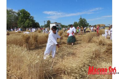 Az aratóünnepségen tíz csapat versenyzett hagyományos aratásban (Csincsik Zsolt felvétele)