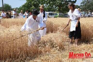 A hagyományos aratási szokások bemutatója volt a fő célja a Szenttamáson vasárnap megrendezett ünnepségnek (Paraczky László felvétele)