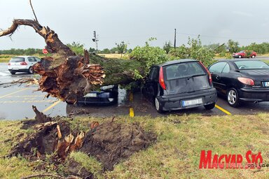 A hirtelen felerősödő szél a zentai dohánygyár parkolójában egy hatalmas jegenyenyárfát is kicsavart (Fotó: Gergely Árpád felvétele)
