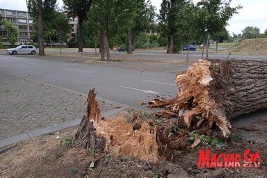 Hétfőn a szél több fát kicsavart és derékba tört Újvidéken (Fotó: Szeli Balázs felvétele)