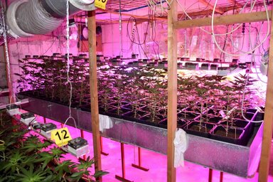 A hatóságok 196 tőnyi kannabiszt is lefoglaltak a létesítményben (Fotó: MUP)