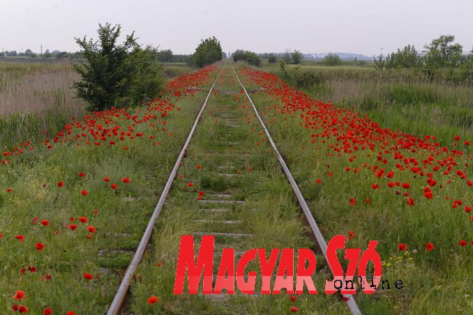 Molnár Edvárd felvétele