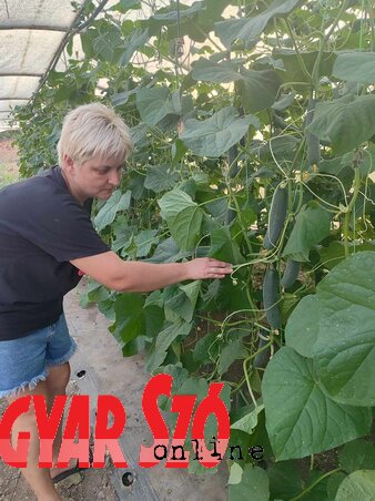 Az uborkát az értékesítésen kívül savanyításra is termelik (Gulyás Réka felvétele)