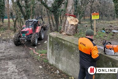 A park rendezése az év elején kezdődött meg (Fotó: Tóth Péter felvétele)