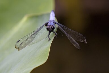 Ezzel a felfedezéssel hetvenre nőtt a Szerbiában észlelt szitakötőfajok száma (Fotó: pixabay.com)