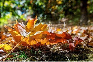 Őszies hangulatú  időjárás várható Vajdaságban. (Kép: Pixabay)