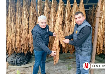 A felvásárló és a termelő is elégedett (Fotó: BJK)