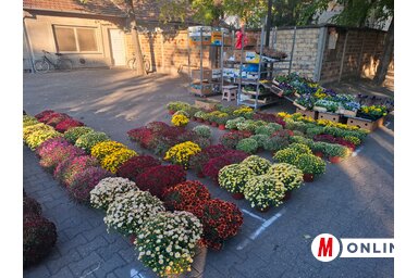 A cserepes krizantém sokféle színben kapható (Fotó: Kállai Göblös Nikoletta) A cserepes krizantém sokféle színben kapható (Fotó: Kállai Göblös Nikoletta)