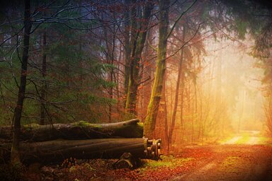 Pixabay Pixabay
