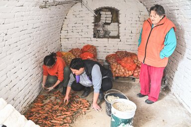 Százéves pincében helyezték el a sárgarépákat (Fotó: Simonyi Zsófia felvétele) Százéves pincében helyezték el a sárgarépákat (Fotó: Simonyi Zsófia felvétele)