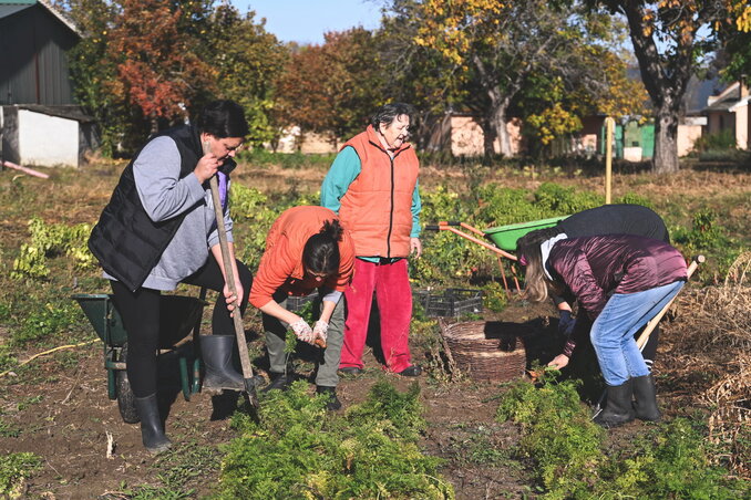 A zöldségek betakarítása (Fotó: Simonyi Zsófia felvétele) A zöldségek betakarítása (Fotó: Simonyi Zsófia felvétele)