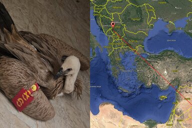 Fondacija za zaštitu ptica grabljivica / Facebook