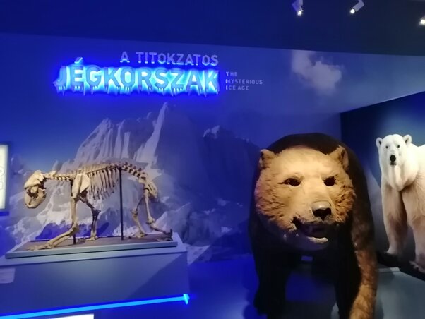 Barlangimedve-preparátum a tárlat egyik látványos eleme