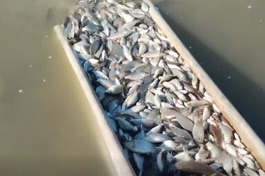 A gát végénél engedték a halakat a vízbe (Fotó: AquaTop Kft.)