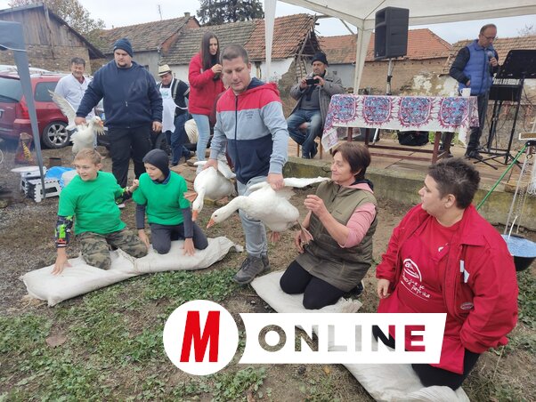 Nemsokára kezdődik a libatépés... (Horváth Zsolt felvétele)