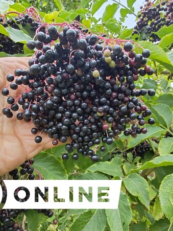 A bodza is sokrétűen felhasználható