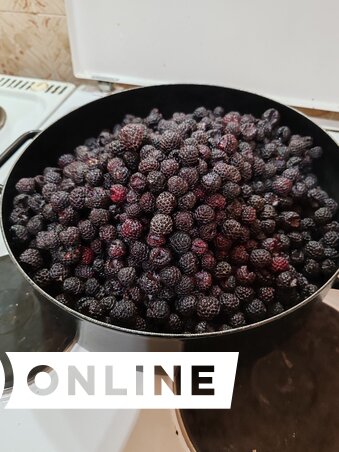 A fekete málna megbízhatóan terem