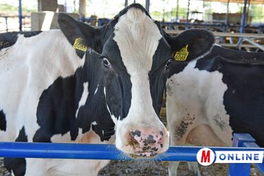 Ótos András felvétele