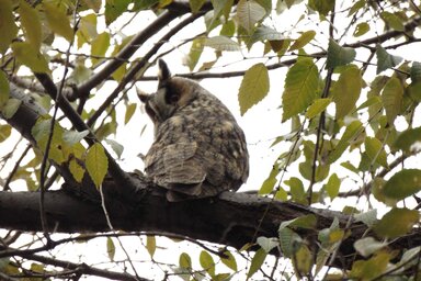 Tavaly november végén 210 baglyot számoltak meg (Fotó: Vidács Hajnalka)