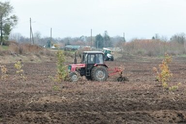Néhány nap alatt 5700 facsemetét ültetnek el (Fotó: Vidács Hajnalka)
