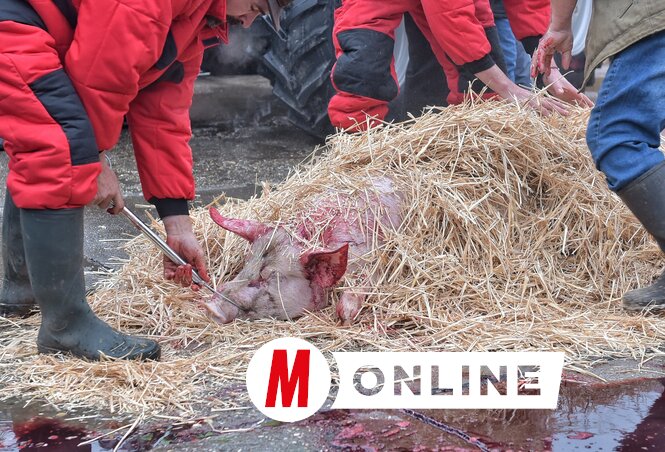 Gergely Árpád felvétele