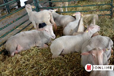 Dávid Csilla felvétele